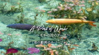 モネの池に関市公認の美しいイメージソングが誕生！！『A Pond of Wonder 〜モネの池のテーマ〜』（池の動画のみバージョン）by TSUMUZI（ツムジ）a.k.a. 5拍子の貴公子